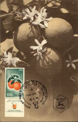Fourth International Congress of Mediterraean Citrus Growers. Israel 1956 Postcard