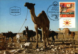 Desert Scene Maximum Cards Postcard Postcard
