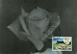 Société Royale Nationale, Les Amis De La Rose Postcard