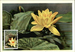 Nymphea Sunrise (Nymphaea Marliacea) Maximum Cards Postcard Postcard
