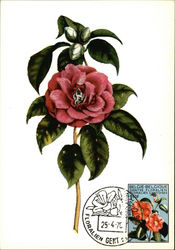 Camella Japonica Aucuboefolia Postcard