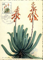 Aloe Plicatilia Postcard