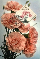 Carnation Postcard