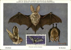 Brown Long Earred Bat (Plecotus Auritus) Postcard