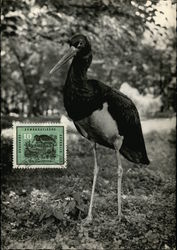 Black stork in the Berlin Zoo Postcard