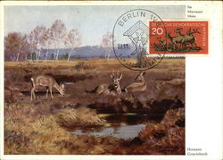 Hermann Gemeinhardt im Murnauer Moos Postcard