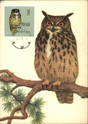 Jerzy Desselberger. Protected birds in Poland. The Eurasian Eagle-Owl Bubo bubo (Lat.) Postcard