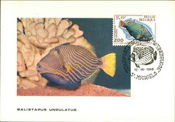 Undulated triggerfish (Balistapus undulatus) Postcard