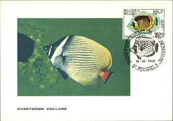 Redtail butterflyfish- Chaetodon collare Maximum Cards Postcard Postcard