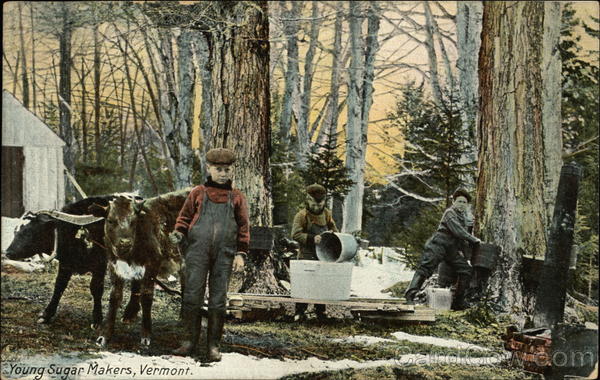 Young Sugar Makers Vermont
