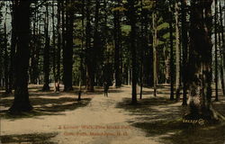 Lover's Walk, Pine Island Park, Goffs Falls Postcard