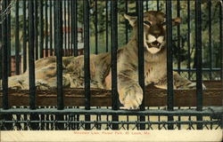 Mountain Lion, Forest Park Postcard