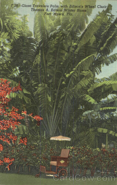 Giant Travelers Palm With Edison's Wheel Chair Fort Myers Florida
