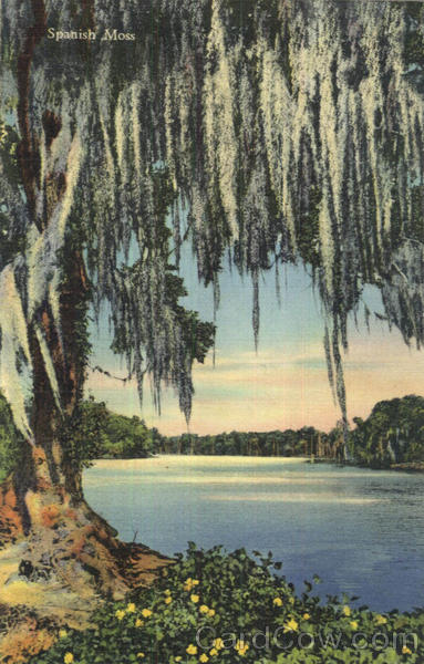 Spanish Moss Scenic Florida