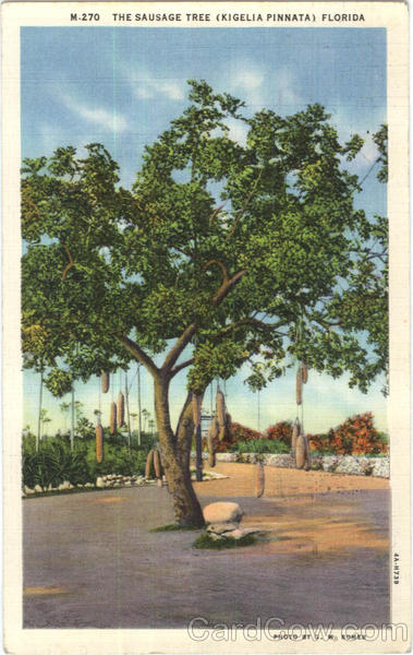 The Sausage Tree (Kigelia Pinnata) Scenic Florida Trees The Sausage Tree (Kigelia Pinnata) Scenic Florida Trees