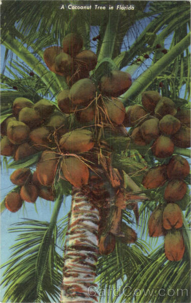 A Coconut Tree In Florida Trees