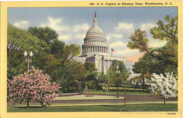 U. S. Capitol At Blossom Time Washington District of Columbia