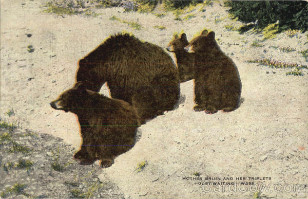 Mother Bruin And Her Triplets Just Waiting Bears