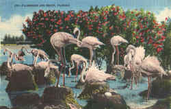 Flamingos And Nests Birds Postcard Postcard