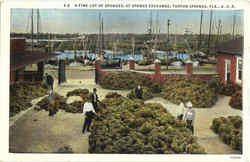 A Fine Lot Of Sponges Tarpon Springs, FL Postcard Postcard