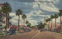 Beautiful Davis Boulevard On Davis Island Postcard