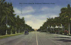 Palms Along The Boulevard Hollywood, FL Postcard Postcard