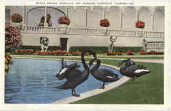 Black Swans Ringling Art Museum Postcard