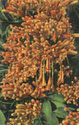The Flame Vine (Bignonia Venusta) Postcard