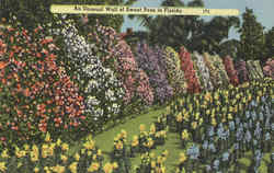 An Unusual Wall Of Sweet Peas In Florida Scenic, FL Postcard Postcard