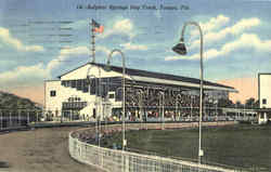 Sulphur Springs Dog Track Postcard