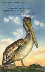 Old Bill Pelican In Sunny Florida Postcard