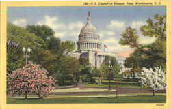 U. S. Capitol At Blossom Time Postcard