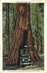 The California Tree Yosemite National Park, CA Postcard Postcard