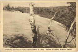 Showing Section Of Forest Being Buried By Sand Freeport, ME Postcard Postcard
