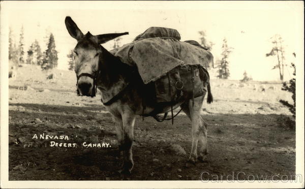 A Nevade Desert Canary Donkeys