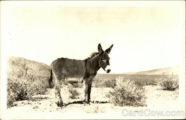 Donkey in Desert Donkeys