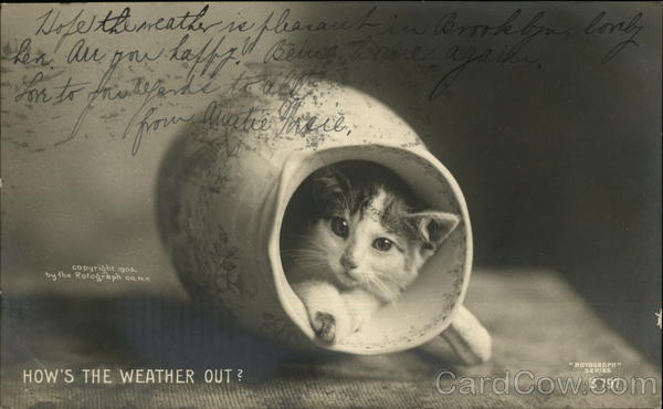 How's the Weather Out? Cats