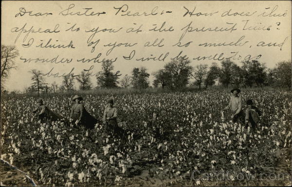 Picking Cotton Farming
