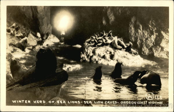 Winter Herd of Sea Lions, Sea Lion Caves Florence Oregon