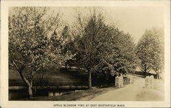 Apple Blossom Time East Northfield, MA Postcard Postcard