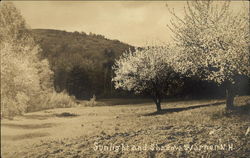 Sunlight and Shadow Postcard