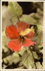 Hibiscus Flower Postcard