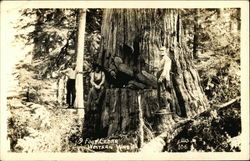 9 Foot Cedar, Western Washington Postcard