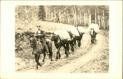 Man Leading a Pack Train Postcard