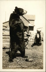 Black Bear in Chains Grand Marais, MN Postcard Postcard