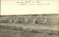 Barley Field in Shock Linton, ND Postcard Postcard