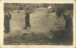 Three Bears at Indian Head, N.H Postcard