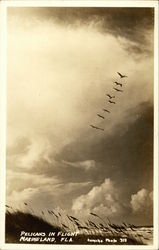 Pelicans in Flight Postcard