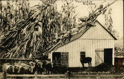 The Land of Big Corn Postcard