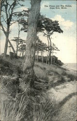 The Pines and the Ocean The Pines and the Ocean